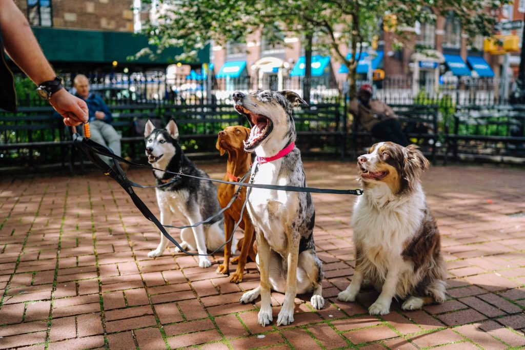 make money walking dogs rover