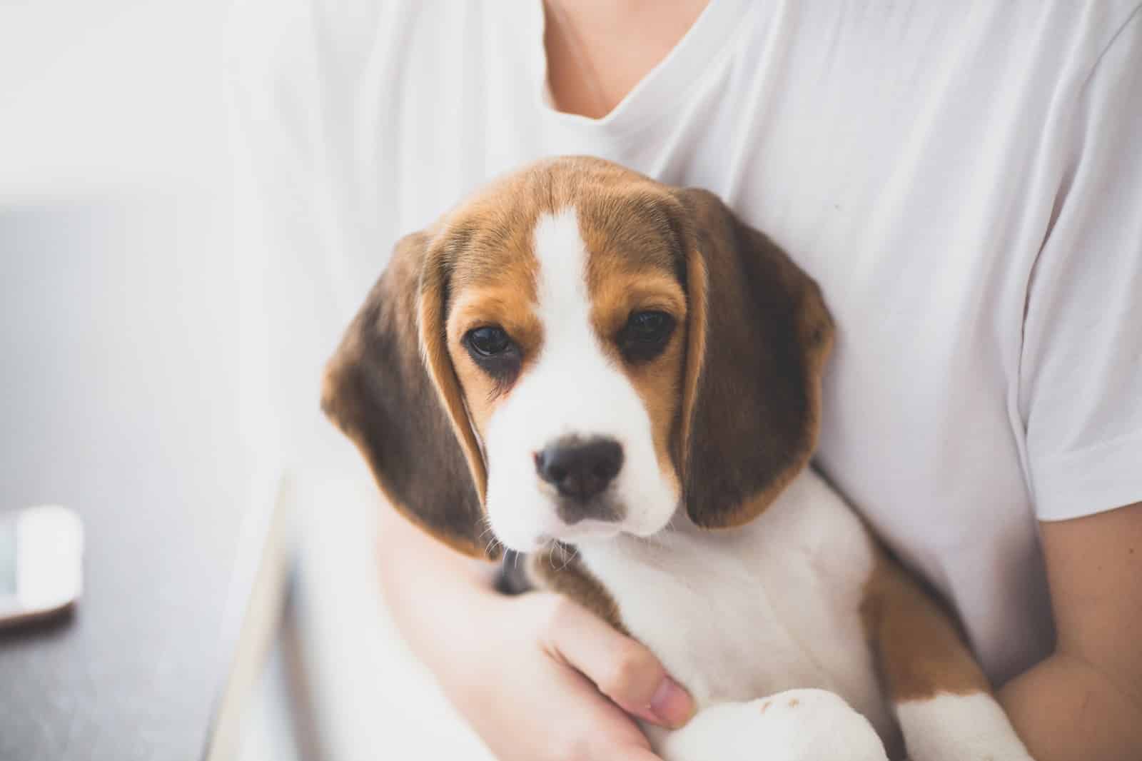 Cutest beagle puppy cradled in a woman's arms