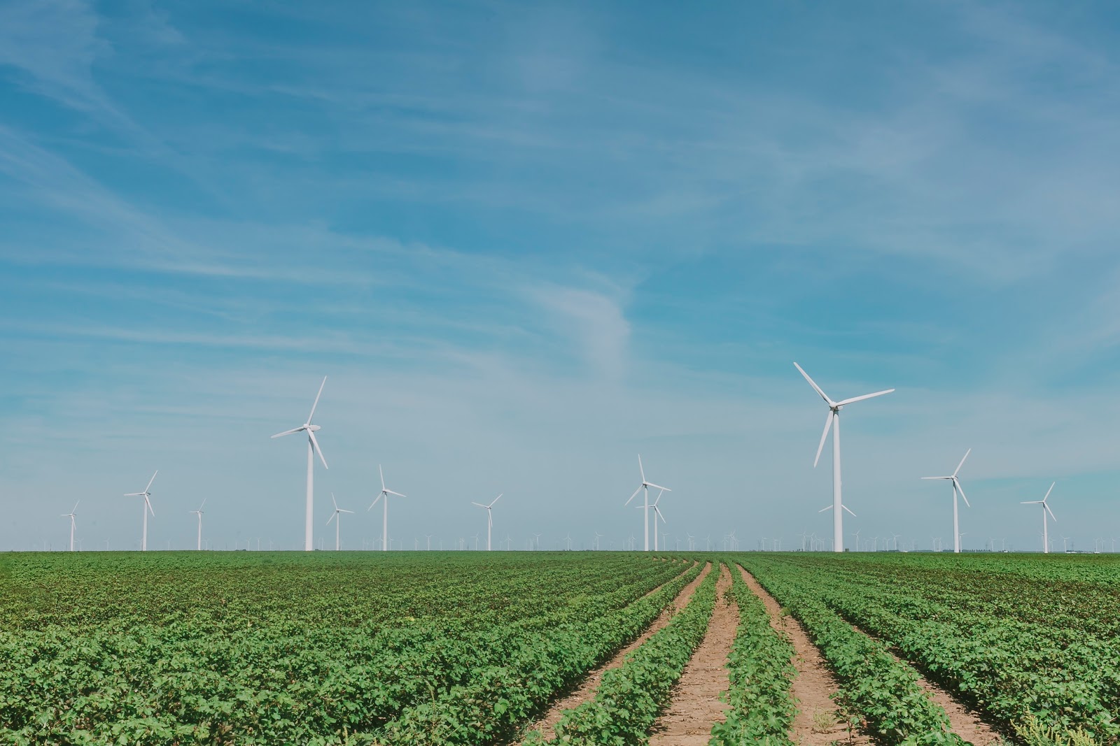 alternative energy: windmill farm