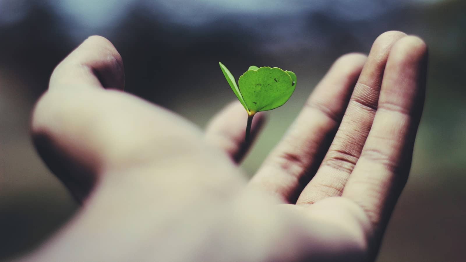 Small plant in person's hand