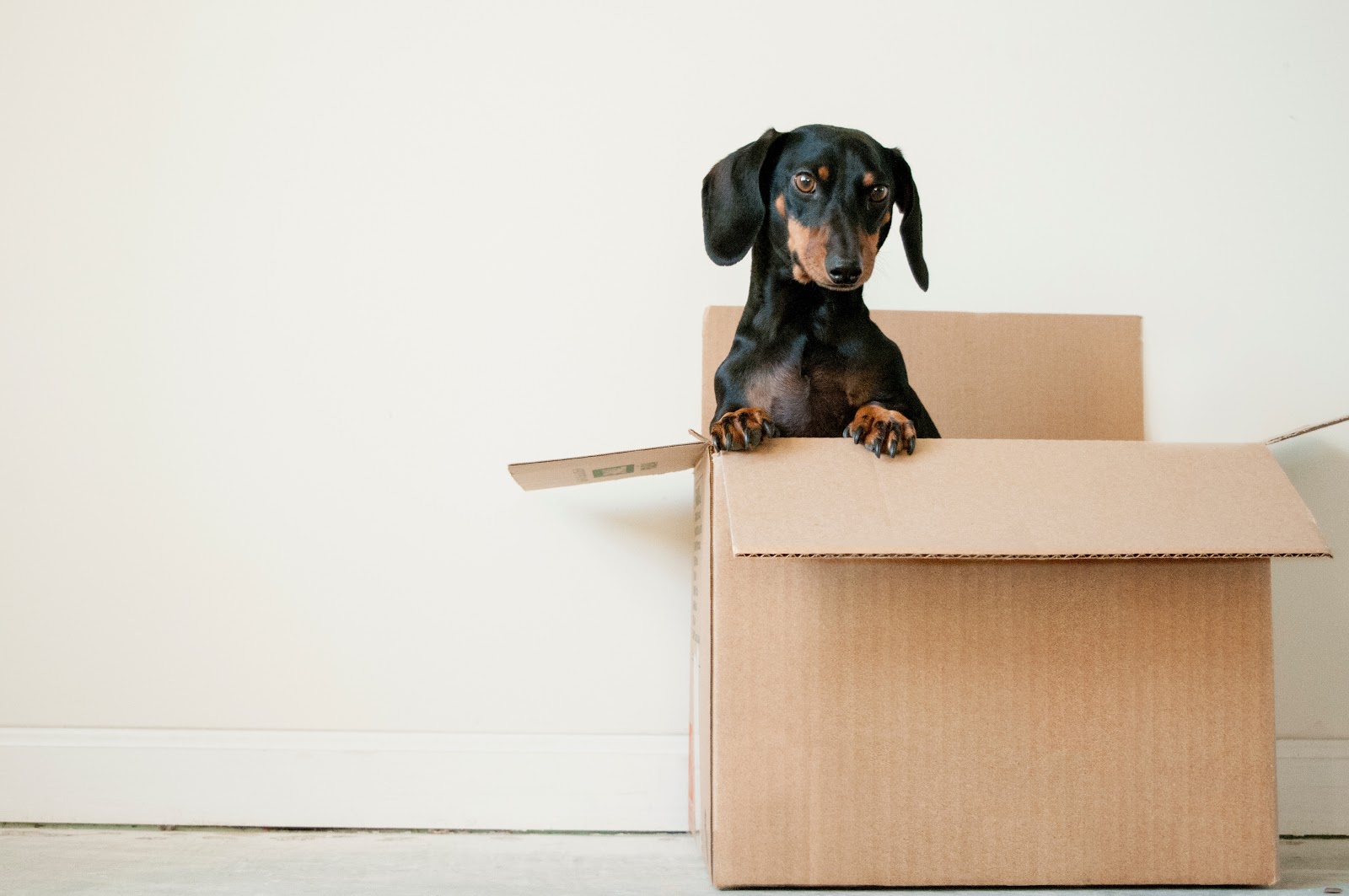 GoShare: dog in moving box
