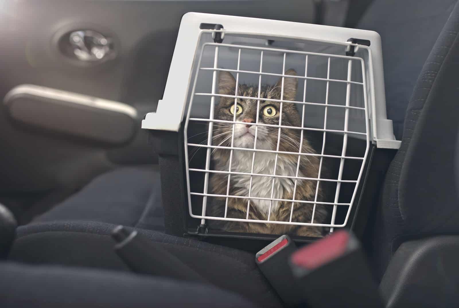 A cat in a crate on the passenger seat of a car