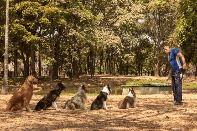 Dog trainer training border collie, shetland shepherd and golden retriever dogs outdoors