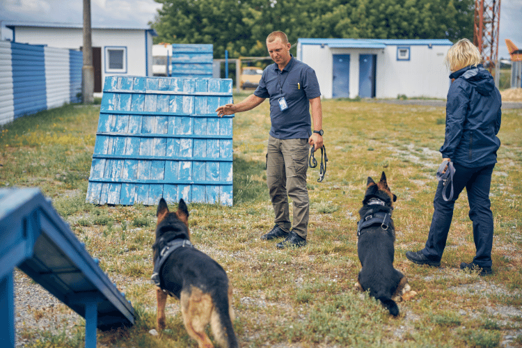 Male and female professional dog trainers training German shepherd dogs outdoors